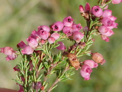 Erica gracilis