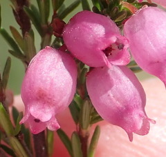 Erica gracilis