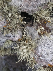 Ramalina subfarinacea