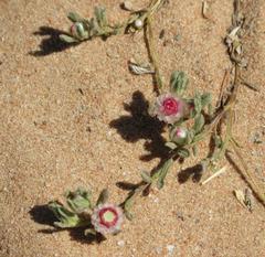 Helichrysum argyrosphaerum