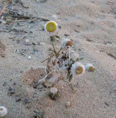 Helichrysum argyrosphaerum