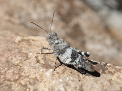 Oedipoda coerulea
