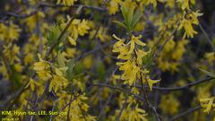 Forsythia koreana