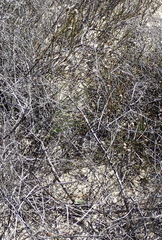 Phylica agathosmoides