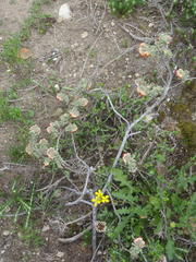 Hermannia trifoliata