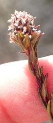 Phylica agathosmoides