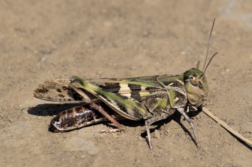 Handsome Cross Grasshopper