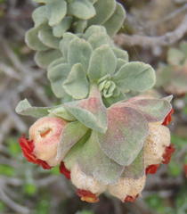 Hermannia trifoliata