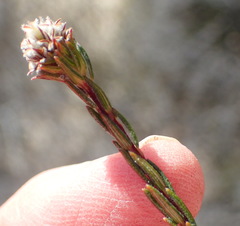 Phylica agathosmoides