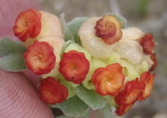 Hermannia trifoliata