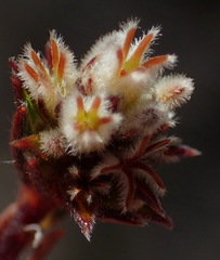 Phylica agathosmoides