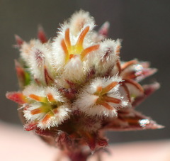Phylica agathosmoides