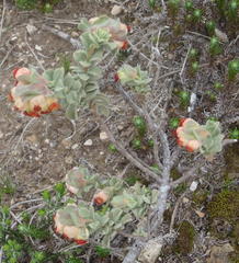 Hermannia trifoliata