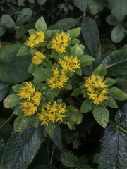 Sedum bracteatum