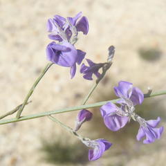 Amphithalea biovulata