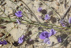 Amphithalea biovulata