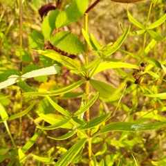Galium rubioides