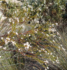 Phylica cryptandroides