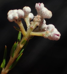 Phylica cryptandroides