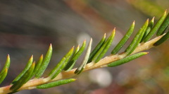 Phylica cryptandroides