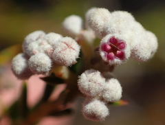 Phylica cryptandroides
