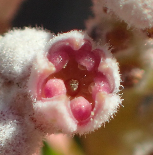 Phylica cryptandroides (Phylica cryptandroides)