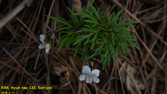 Viola albida