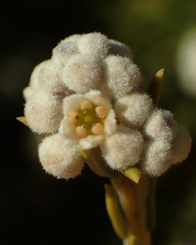 Image of Rigid Hardleaf (Phylica rigidifolia) by (c) Nicola van Berkel, some rights reserved (CC BY-SA)