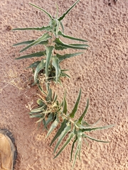 Asclepias macrosperma
