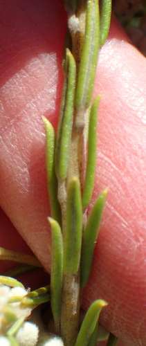 Image of Rigid Hardleaf (Phylica rigidifolia) by (c) Nicola van Berkel, some rights reserved (CC BY-SA)