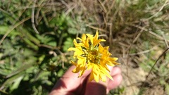 Gaillardia coahuilensis