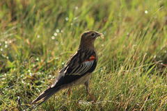 Euplectes progne progne