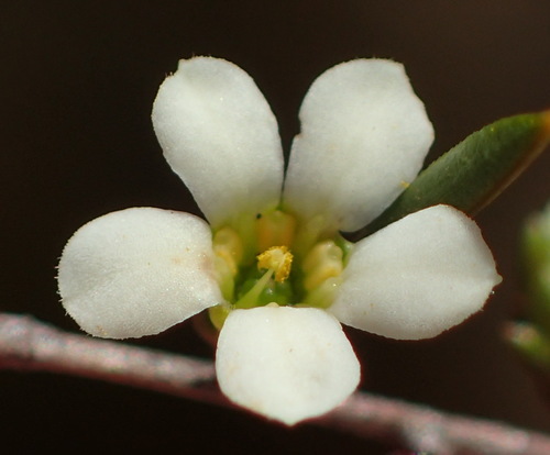 Image of Coleonema juniperinum by (c) Nicola van Berkel, some rights reserved (CC BY-SA)