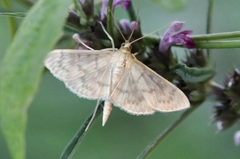 Phostria harutai