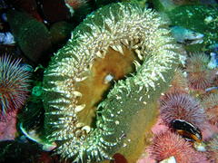 Bunodactis reynaudi