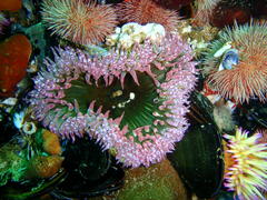 Bunodactis reynaudi
