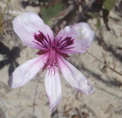 Pelargonium elegans