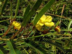Chamaecrista mimosoides