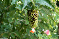 Costus lucanusianus