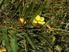 Chamaecrista mimosoides