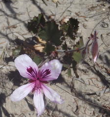 Pelargonium elegans
