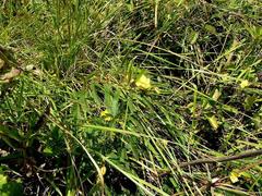 Chamaecrista mimosoides