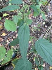 Urtica sondenii