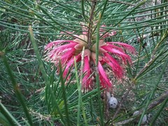 Melaleuca granitica
