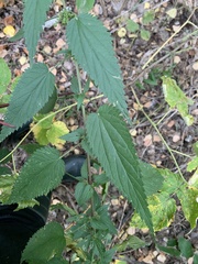Urtica sondenii