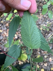Urtica sondenii