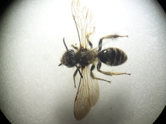Andrena curvungula