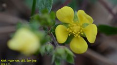 Potentilla fragarioides