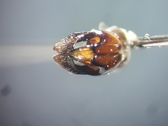 Andrena curvungula