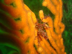 Achaeopsis spinulosa